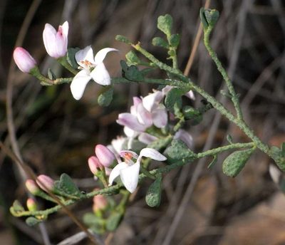 Philotheca verrucosa, photographed by Russell Best