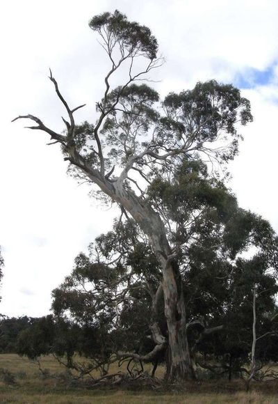 Eucalyptus rubida, photographed by Russell Best