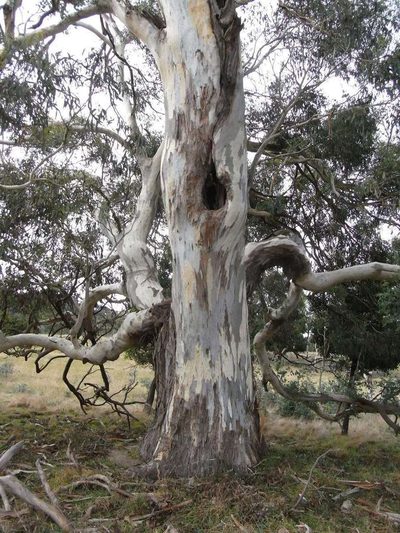Eucalyptus rubida, photographed by Russell Best