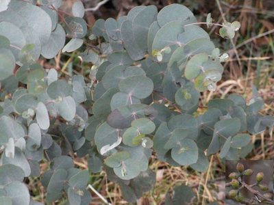 Eucalyptus rubida, photographed by Russell Best