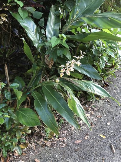 Alpinia formosana, photographed by Takaaki Hattori