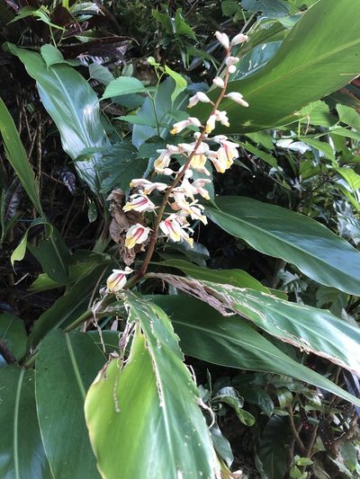 Alpinia formosana, photographed by Takaaki Hattori