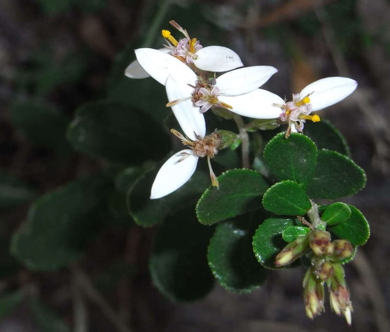 Olearia myrsinoides, photographed by Russell Best