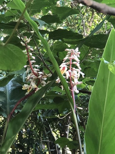 Alpinia formosana, photographed by Takaaki Hattori
