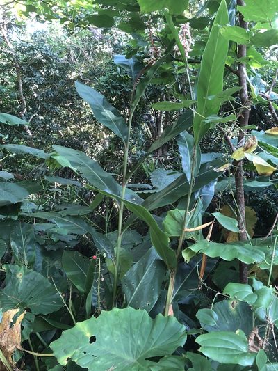 Alpinia formosana, photographed by Takaaki Hattori