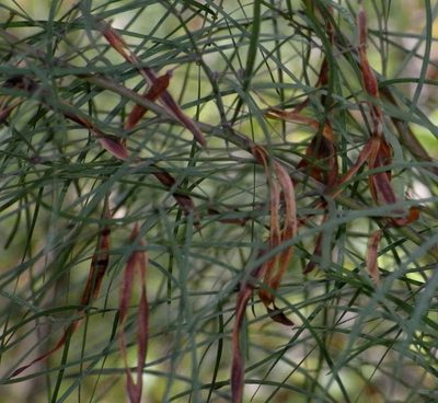 Acacia cognata, photographed by Russell Best