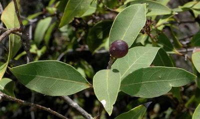 Notelaea venosa, photographed by Russell Best