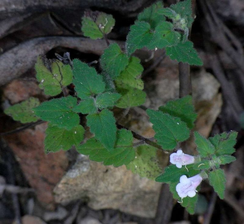 Scutellaria mollis, photographed by Russell Best