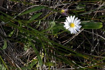 Brachyscome graminea, photographed by Russell Best