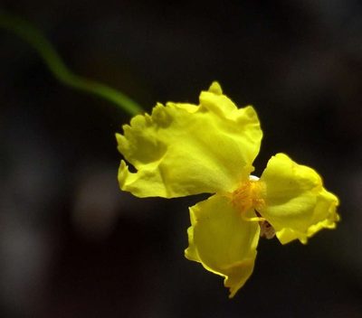 Xyris operculata, photographed by Russell Best