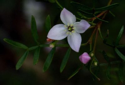 Boronia muelleri, photographed by Russell Best