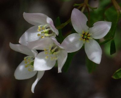 Boronia muelleri, photographed by Russell Best