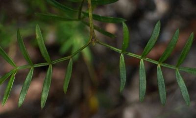 Boronia muelleri, photographed by Russell Best