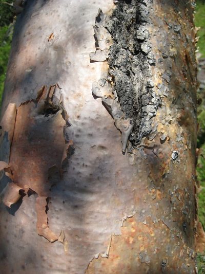 Bursera ariensis, photographed by Arturo Castro Castro