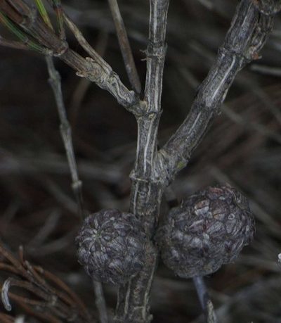 Allocasuarina paludosa, photographed by Russell Best