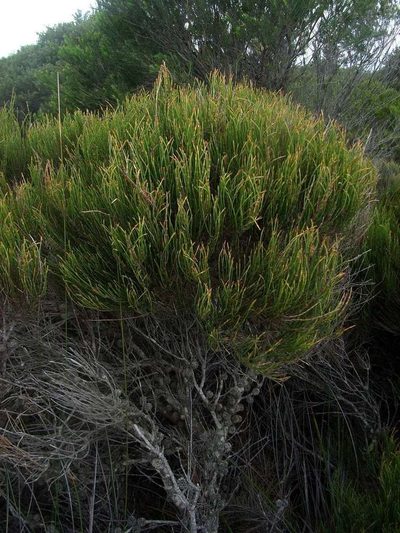 Allocasuarina paludosa, photographed by Russell Best