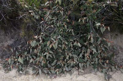 Lasiopetalum macrophyllum, photographed by Russell Best