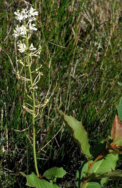 Lomatia ilicifolia, photographed by Russell Best