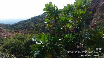 Anthocleista grandiflora, photographed by Ryan van Huyssteen
