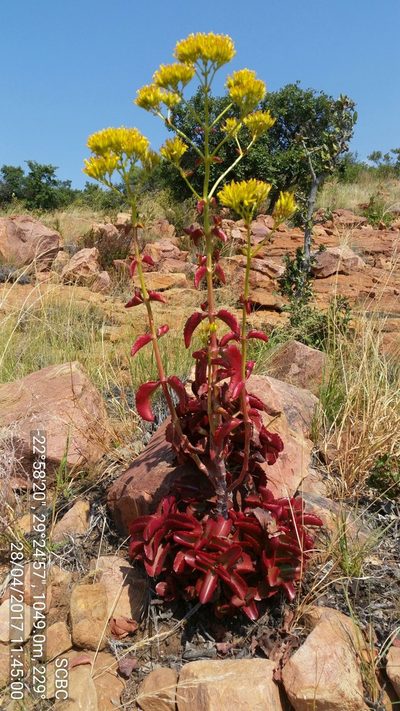 Kalanchoe sexangularis, photographed by Ryan van Huyssteen