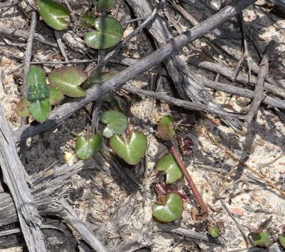 Centella cordifolia, photographed by Russell Best