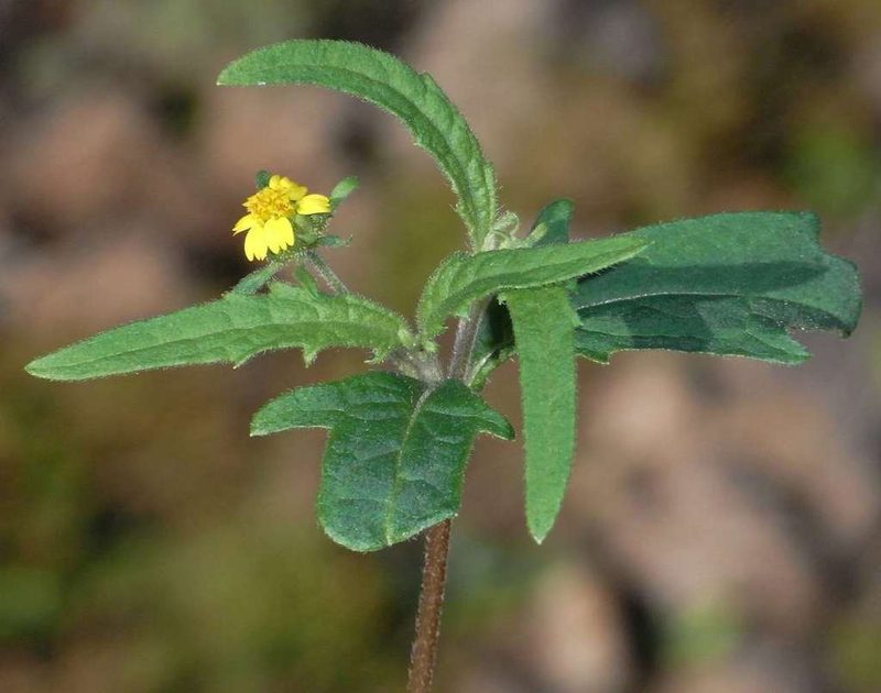 Sigesbeckia australiensis, photographed by Russell Best