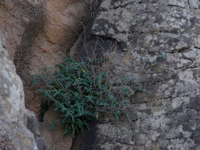 Sigesbeckia australiensis, photographed by Russell Best