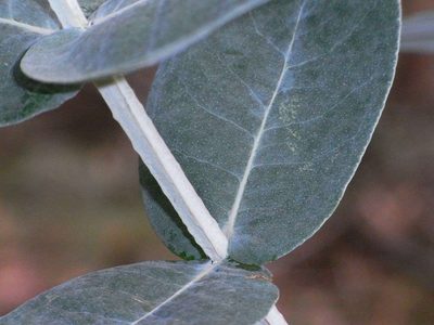 Eucalyptus bicostata, photographed by Russell Best