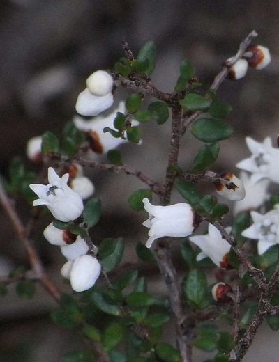 Cryptandra amara, photographed by Russell Best