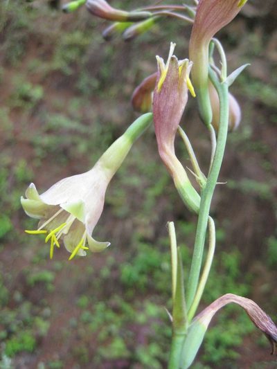 Agave bulliana, photographed by Arturo Castro Castro