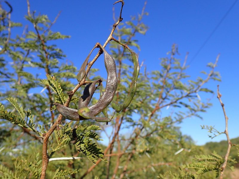 Vachellia natalitia, photographed by Mahomed Desai