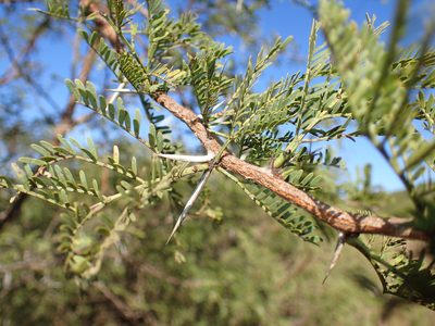 Vachellia natalitia, photographed by Mahomed Desai