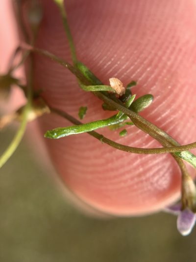 Limosella longiflora, photographed by Matthew Fainman