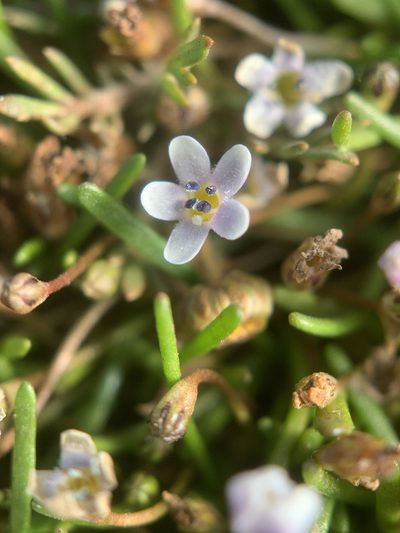Limosella longiflora, photographed by Matthew Fainman