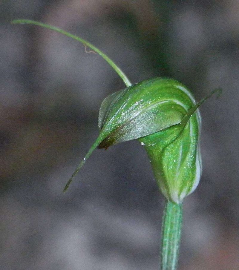 Pterostylis atrans, photographed by Russell Best