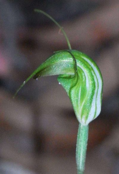 Pterostylis atrans, photographed by Russell Best