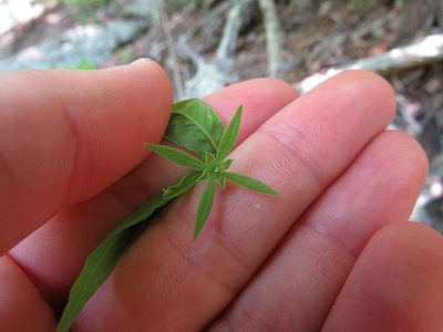 Buckleya distichophylla, photographed by Evan M. Raskin