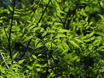 Buckleya distichophylla, photographed by Evan M. Raskin