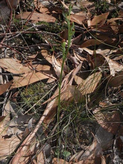 Pterostylis rubescens, photographed by Russell Best
