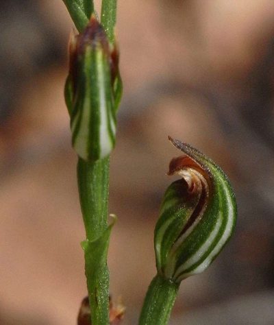 Pterostylis rubescens, photographed by Russell Best