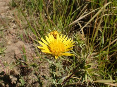 Berkheya bergiana, photographed by Mahomed Desai