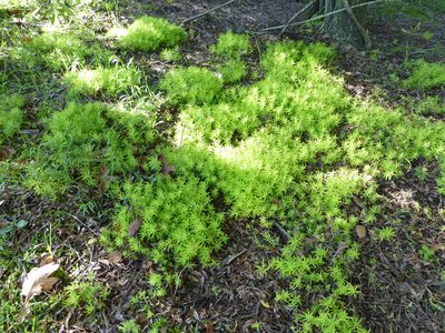 Sedum mexicanum, photographed by Murray Dawson