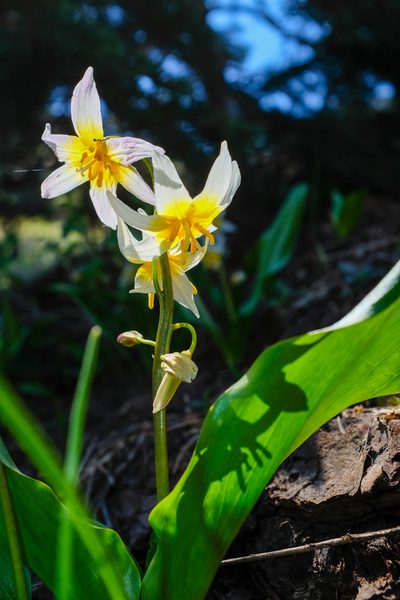 Erythronium pusaterii, photographed by paulexcoff