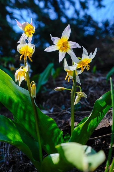 Erythronium pusaterii, photographed by paulexcoff