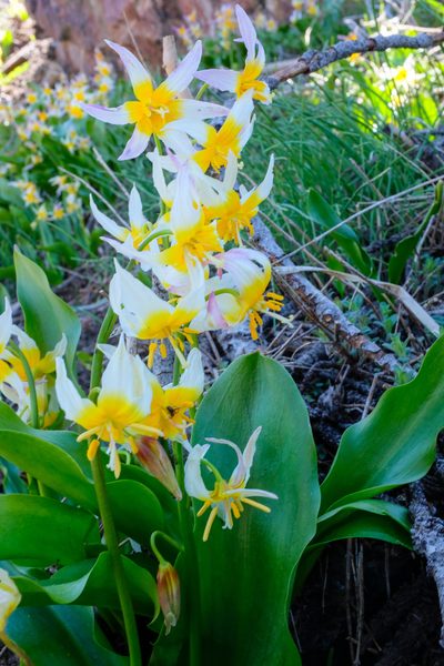 Erythronium pusaterii, photographed by paulexcoff