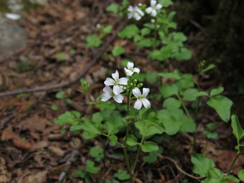 Cardamine clematitis, photographed by Evan M. Raskin