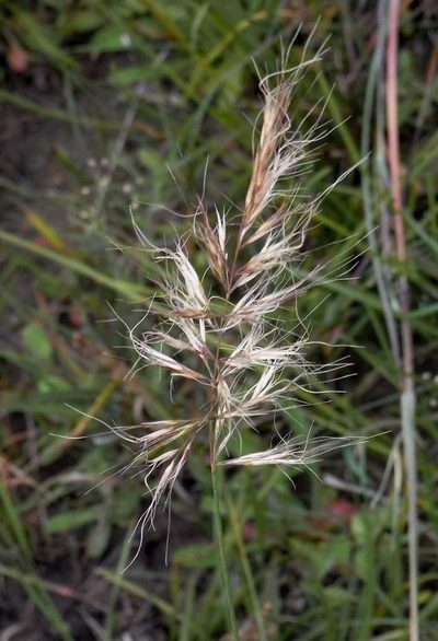 Pentapogon quadrifidus, photographed by Russell Best