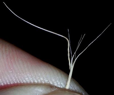 Pentapogon quadrifidus, photographed by Russell Best