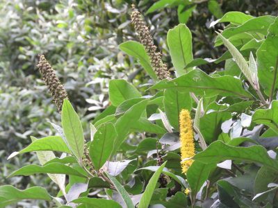 Abatia parviflora, photographed by Juan Carlos Caicedo Hernández