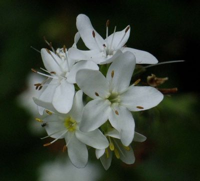 Myosotis exarrhena, photographed by Russell Best
